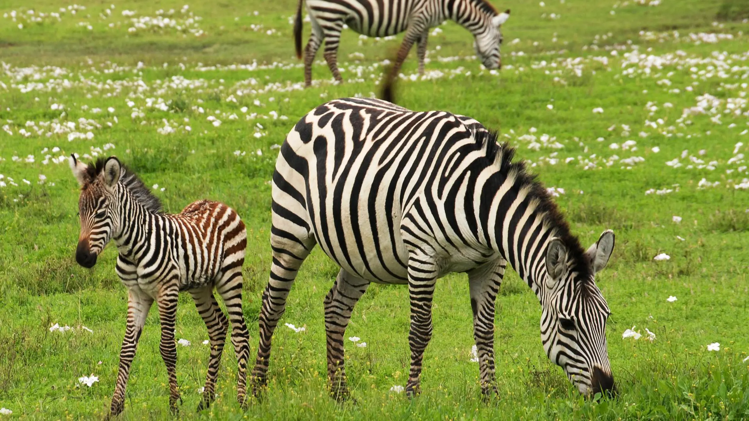 Tierische Begegnungen am Weg zum Berg